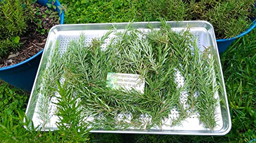 2 Fresh+Rosemary+Sprigs+Branches+Weddings
