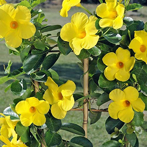 Siam Garden Yellow Mandevilla Vine Sapling Buy Online In Madagascar At Madagascar Desertcart Com Productid 148516445