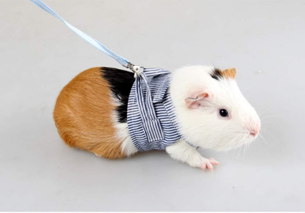 guinea pig leads harnesses