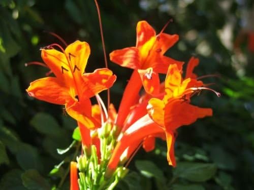5 seeds of Tecomaria Capensis / Cape Honeysuckle - Flower Rare Seeds