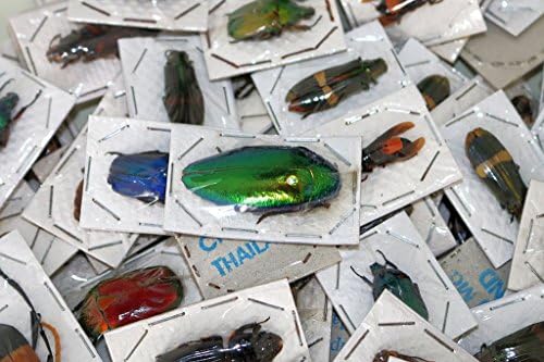 Pack of 50+ Real Dried Beetles, Unmounted Insects for Study from Thailand - Entomology, Biology, Scientific, Arts &amp; Crafts, Pack of 50+ Assorted Exotic Insects/Beetles