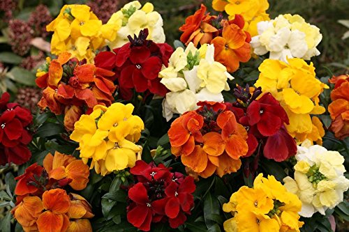 Wallflower Treasures Mixed Bedding Plants 12 Garden Ready Plants