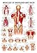 Muscles of The Shoulder and Back Laminated Anatomy Chart