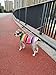 Lamphy Pet Costume Dog Clothes Poncho Reversible Plaid Coat Apparel Mexican Serape