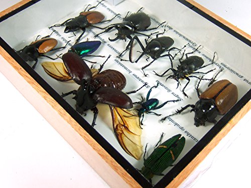 5 Display+Insect+Taxidermy+Small+Collectible