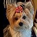 Rimobul 50PCS Yorkie Pet Hair Bows with Rubber Bands, Cute Small Dog Hair Bows Pet Handmade Hair Bowknot Puppy