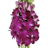 Fresh Cut Flowers - Dendrobium Orchids Miss Singapore