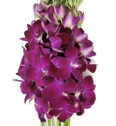 Fresh Cut Flowers - Dendrobium Orchids Miss Singapore