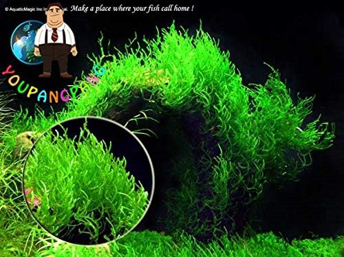Homely 50Pcs A Bag Rare Aquarium Seed En Java Moss Grass Seeds Raros Gifts Seeds Aquario Fish Tank Aquatic Seed Seeds Home Garden: 2