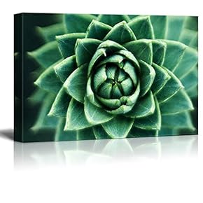 Canvas Wall Art - Closeup of a Green Succulent Plant - Giclee Print Gallery Wrap Modern Home Art Ready to Hang - 12" x 18"
