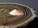 Crushed Orange Spiny Oyster Inlay (Fine)