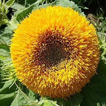 Amazon Co Jp ひまわりの種半矮性helianthus庭の美しい花の種 それはかわいい動物のように見えます5種子 パック Kitchen Housewares
