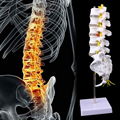 Abicial Anatomical Lumbar Vertebrae Model Caudal Vertebra Anatomy Medical Teaching Tool