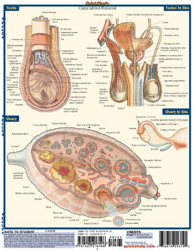 Endocrine System (Quick Study Academic) - medicalbooks.filipinodoctors.org