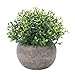 HC STAR Artificial Plant Potted Mini Fake Plant Decorative Lifelike Flower Green Plants Indoor and Outdoor Small Green Plants Fake Grass Plant for House Desk Shelf Greenery Room Decorations