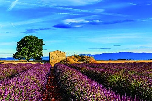 France provence field grass sky- Nature Art Poster Print on Canvas 16x24in (P-1000112)
