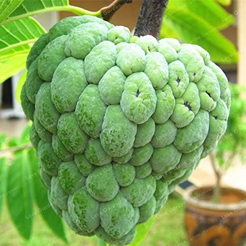 Kalash New 5 pcs Guanabana Annona Muricata Fruit Seeds for Gardening Green