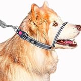 Bingo’s Gentle Lead Back Clip No Pull Training