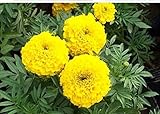 Business Sasha Each Pack Daisy Marigold Seed 50