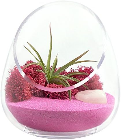 Zen Crystal Gem Cut Glass Terrarium With Airplants (Rose Quartz)