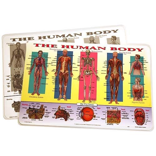 Painless Learning Human Body Placemat - Thumbnail 2