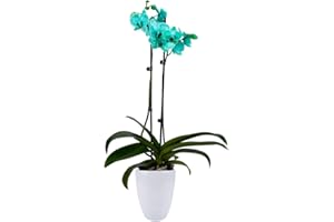 DecoBlooms Living Green Orchid Plant - 5 inch Blooms - Fresh Flowering Home Décor