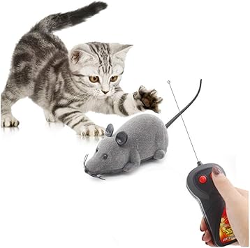 remote control kitten