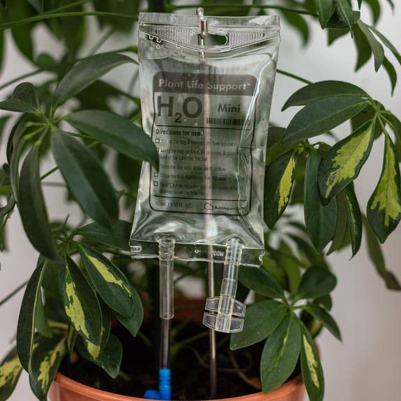 Photo 1 of Bubblegum Stuff - Mini Plant Life Support Drip Irrigation Device for House Plants | Automatic Watering System | 3.5 Fluid Ounces - Plant Waterer for Indoor Plants…
