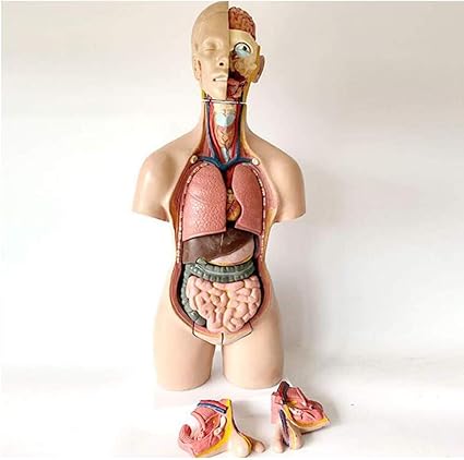 Lcz Corps Humain Modele De Corps 55cm Anatomie Anatomique Medical Organes Internes Medicaux Tronc Modele De Corps Interne Humain Pour L Enseignement Beige Amazon Fr Sports Et Loisirs