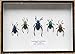 SET 5 REAL FROG LEGGED LEAF BEETLES SAGRA INSECT TAXIDERMY SET IN BOX / 3D WOODEN FRAME (Wooden Box)