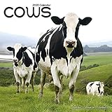 Cows Calendar - Calendars 2019 - 2020 Wall Calendars - Animal Calendar - Cows 16 Month Wall Calendar by