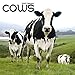 Cows Calendar - Calendars 2019 - 2020 Wall Calendars - Animal Calendar - Cows 16 Month Wall Calendar by