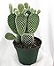 Angel Wings Cactus - Opuntia microdasys alba - Easy - 4