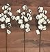 Cotton Stem 3 Pack - 12 Buds Per Stem Rustic 20