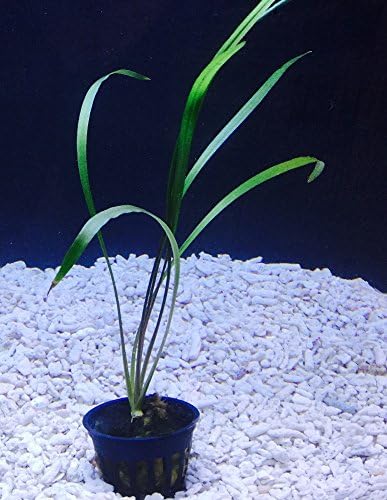 Potted Crypt Spiralis (Cryptocoryne spiralis) by Aquarium Plants Galore