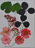 LoveDiyLife mixed Daisy Larkspur Baby's Breath real pressed dried flowers