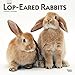 Lop Eared Rabbits 2020 12 x 12 Inch Monthly Square Wall Calendar, Domestic Small Pets Animals by