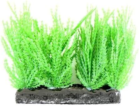 Aqua-dreamscapes - Aponogeton Fir Foregrounder 10cm 4"