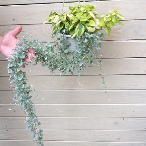 Amazon 観葉植物 スエーデンアイビー ダイコンドラ 吊り鉢 現品限り 観葉植物 オンライン通販