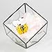 Cube Shaped Succulent Pyramid Tabletop Succulent Plant Terrarium Box