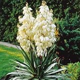 Amazon.com : SOAPTREE YUCCA ELATA extremely frost hardy 10 seeds : Tree