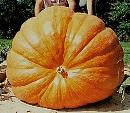 Semi Di Zucca Gigante Atlantic Giant - Cucurbita Maxima, Semi Rari Per Orto, Confezione Da 3 Grammi - Foto 6