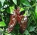 Aji Panca Pepper Seeds 15 Pack - Organic (Non-GMO) by OrganicSeedSupply