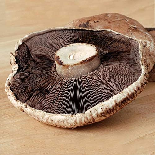 Plants of Mushroom Portabella Kit - Non-GMO &