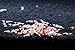 10 SS+ Grade CRS Crystal Red Shrimp Live Freshwater Aquarium Shrimp - 1/4 to 1/2 inch long by SoShrimp
