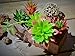 WINDSCAPE 6 Pcs Assorted Artificial Succulent Plants, Decorative Hand Crafted Fake Succulents, Artificial Succulents, Unpotted Faux Succulents, Red and Green Textured Fake Succulent Plants