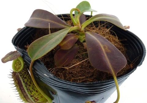 Amazon 食虫植物 Nepenthes Fusca ネペンテス フスカ 観葉植物 オンライン通販
