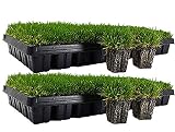 Zoysia Plug Tray / EZPlug 50 Plugs Per Tray(2 Pack)