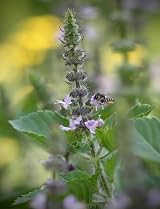 Tulsi Seeds Holy Basil Ocimum Sanctum 100+ Rama Tulsi Brand Generic view 2