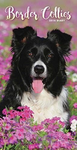Border Collies 2018 Slim D (Diary Slim) Paperback – 1 Aug. 2017